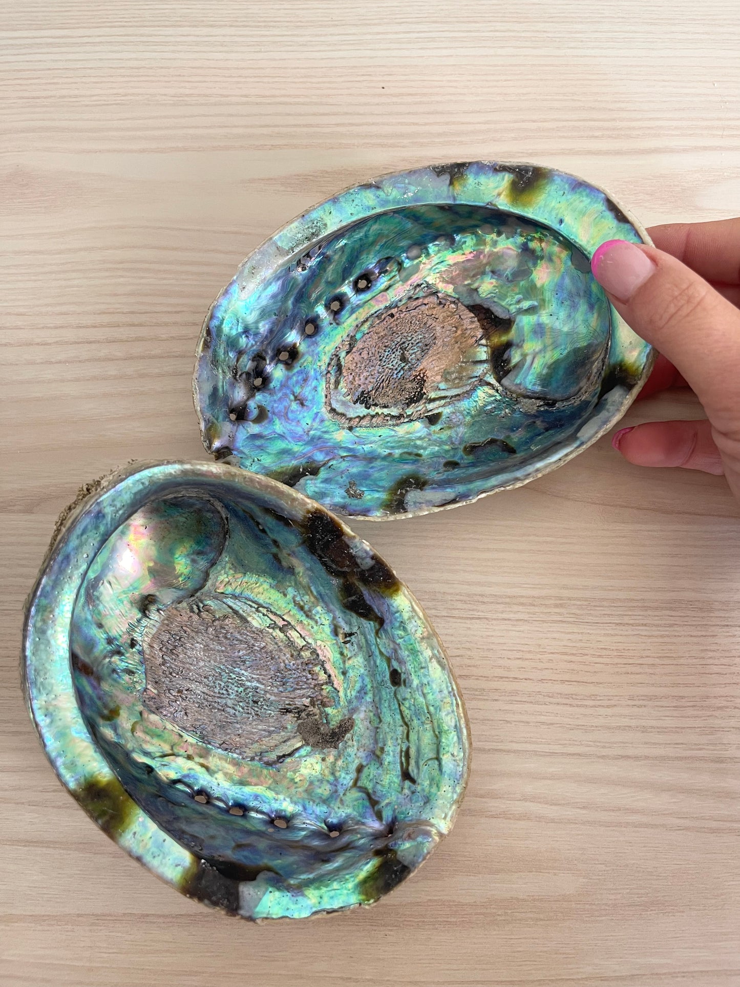 Abalone Shell - Natural & Unpolished